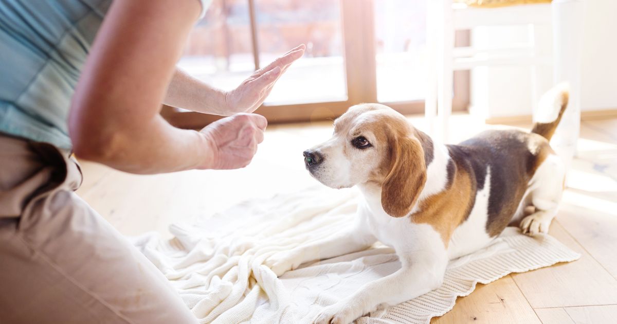 Understanding the Reasons Behind Your Beagle's Barking