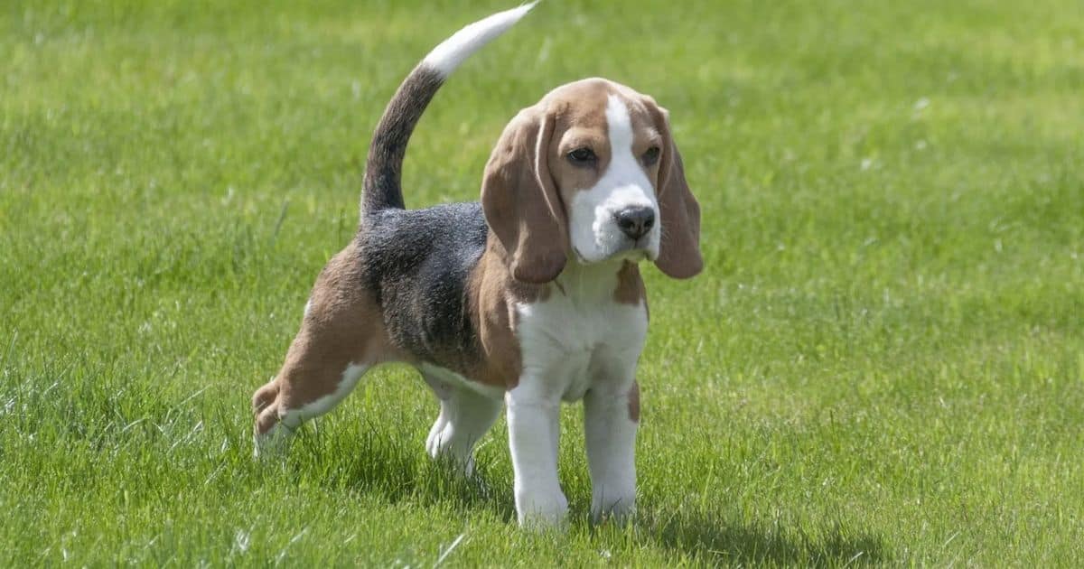 What Is the Life Expectancy of a Beagle