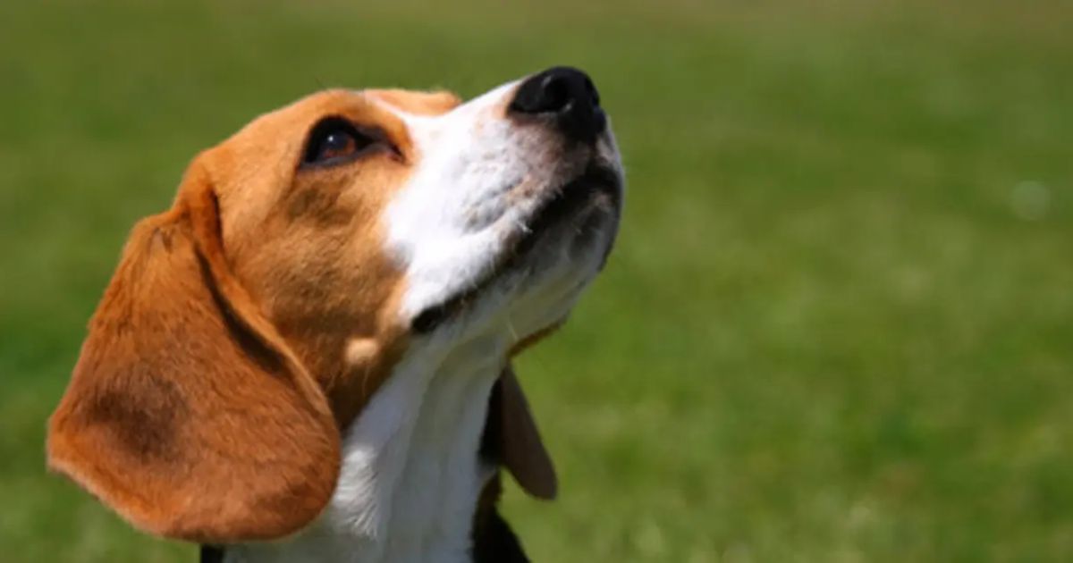 What Word Is Used To Describe a Beagle's Unique Sound?