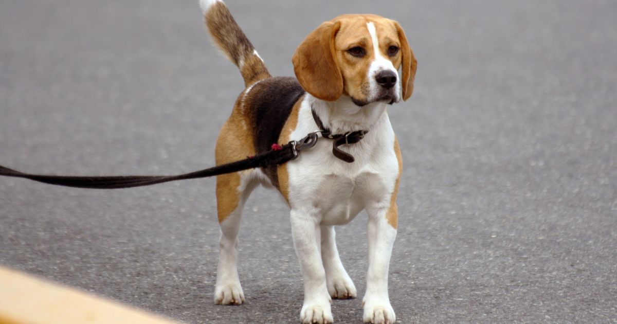 When Is a Beagle Fully Grown?