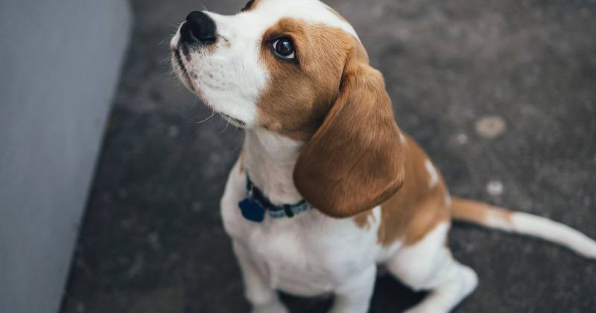 When to Potty Train Your Beagle Puppy
