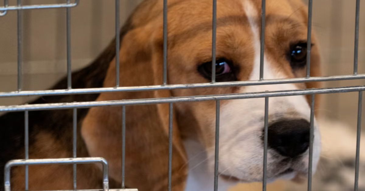 Why Are Beagles Used for Lab Testing?