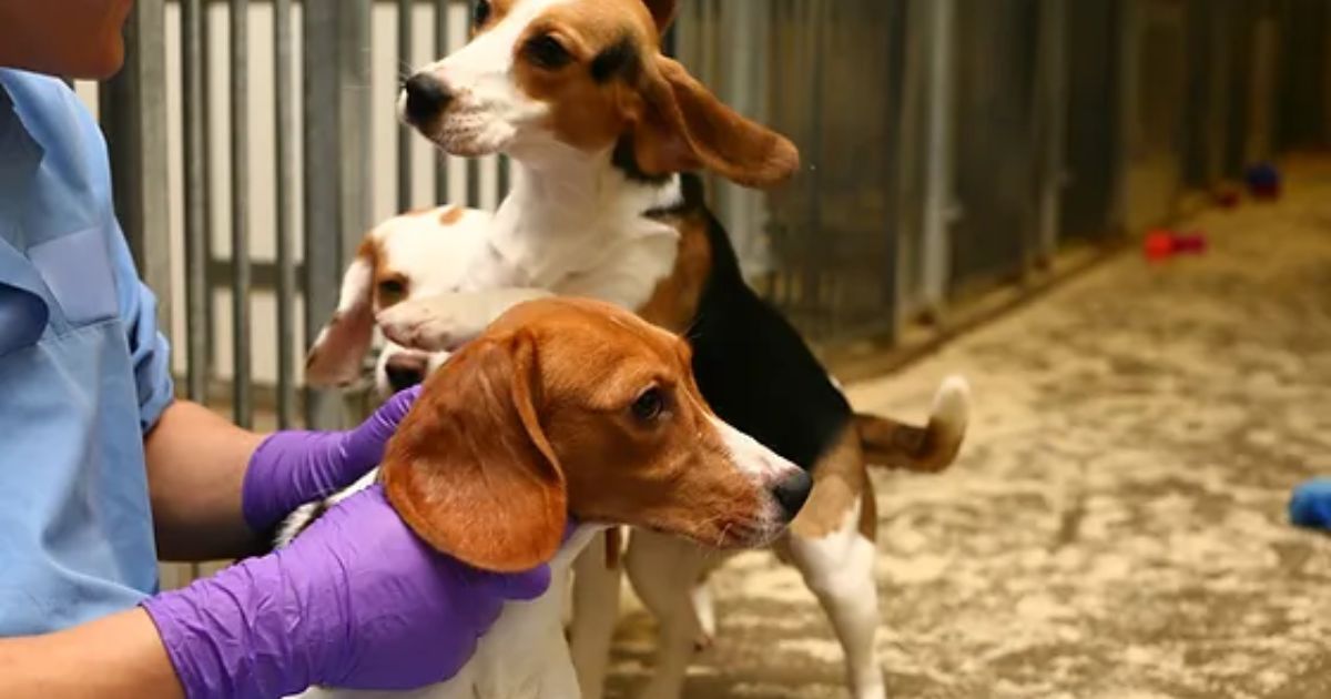 Why Are Beagles Used for Medical Research?