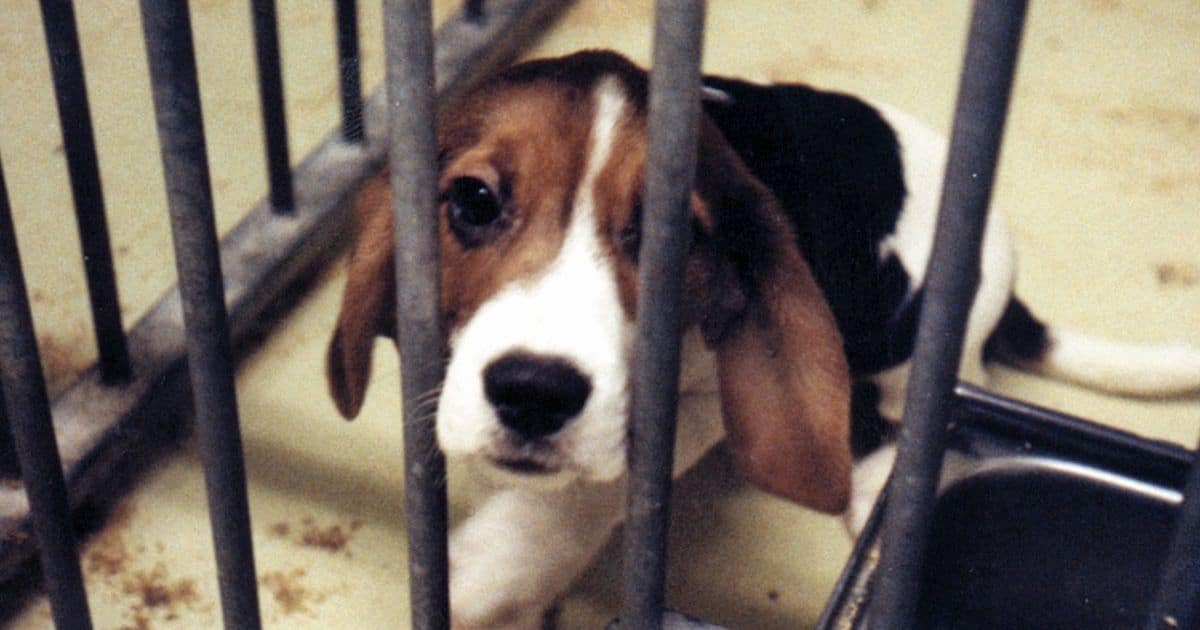 Why Are Beagles Used for Research?