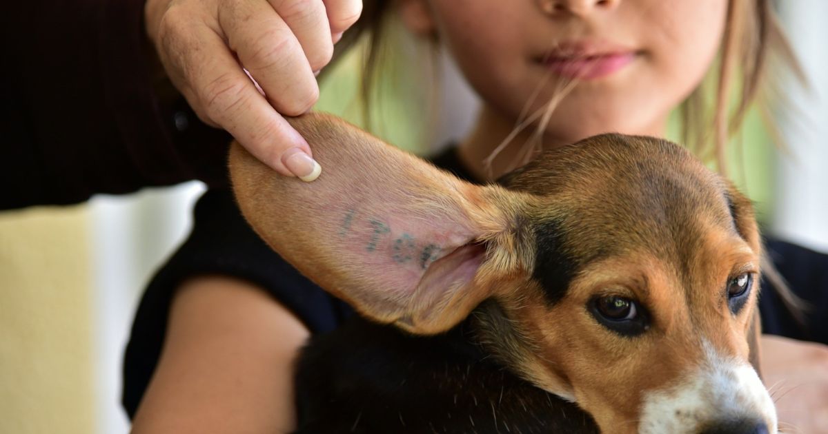 Why Do They Use Beagles for Research