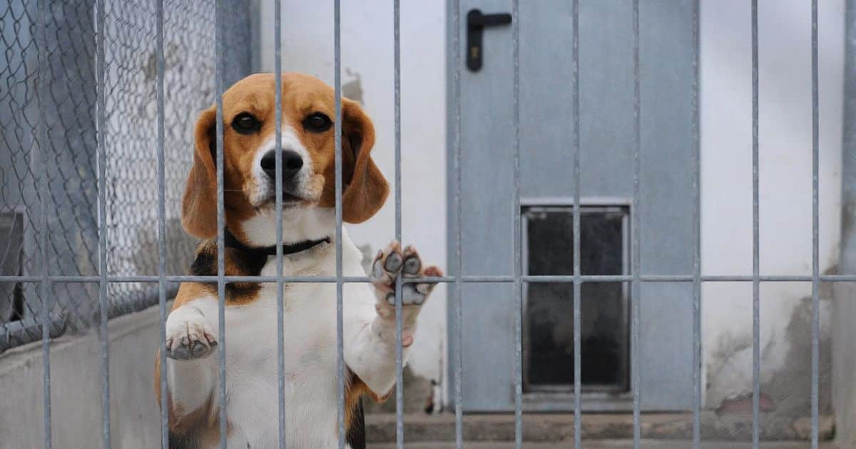 Why Do They Use Beagles for Testing?