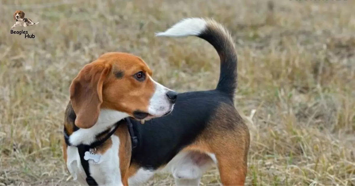 Beagle Mixed With Coonhound