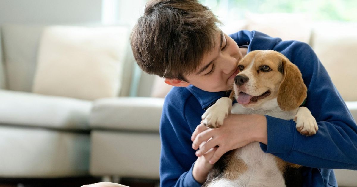 Adoption Tips for Pocket Beagles