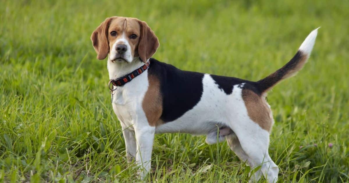 Appreciating the Diversity of Beagle Tails