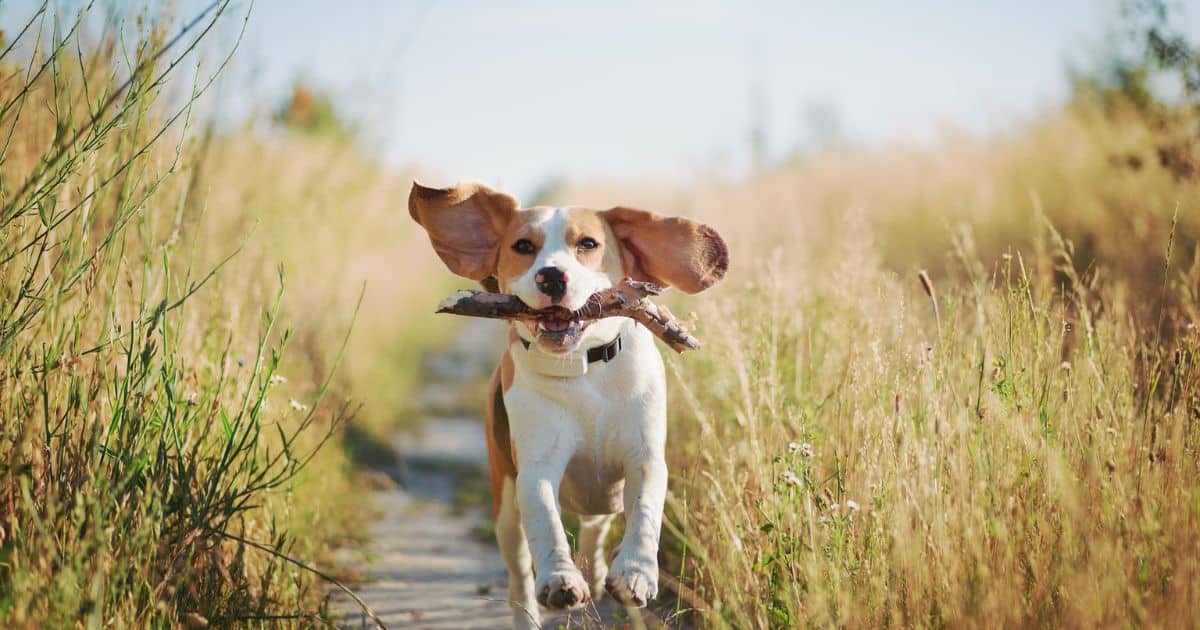 Are Beagles Good Emotional Support Dogs?