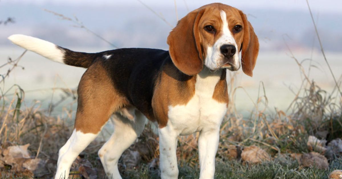 Average Size of Female Beagles