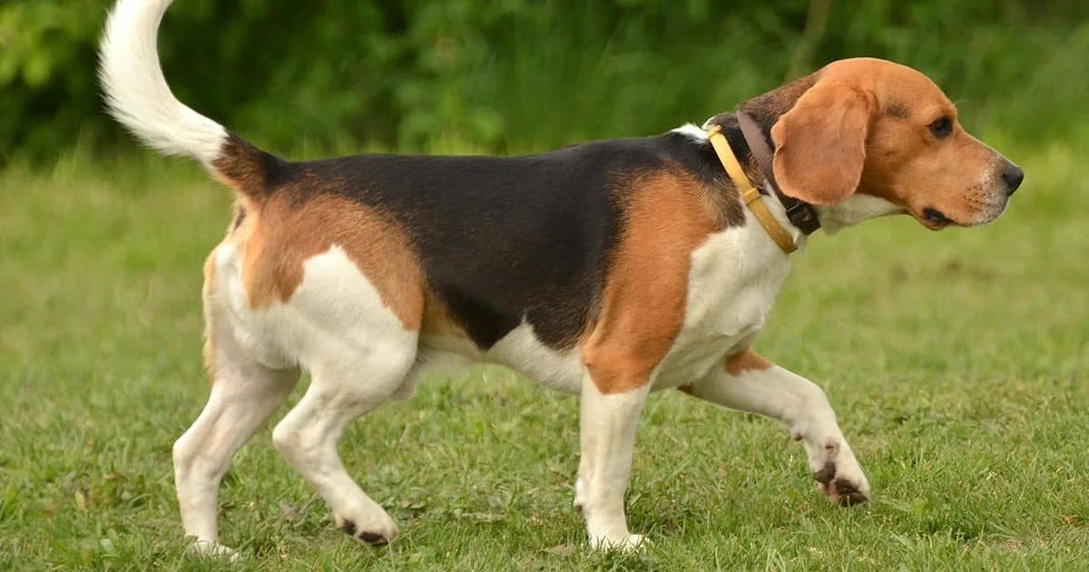 Beagle Mix Size Overview