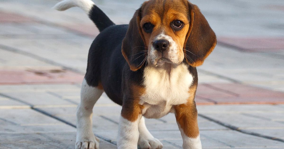 beagle puppies for sale under $300