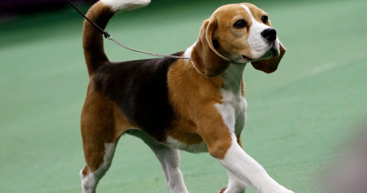 Beagle Tail Standards