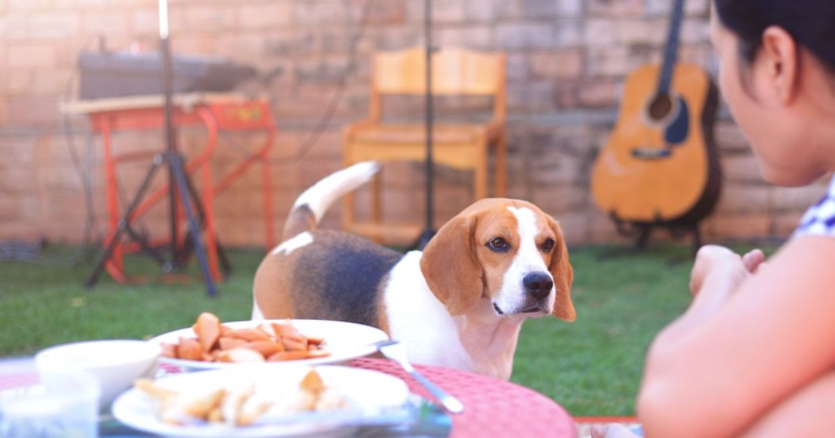 Beagle Temperament for Service Work