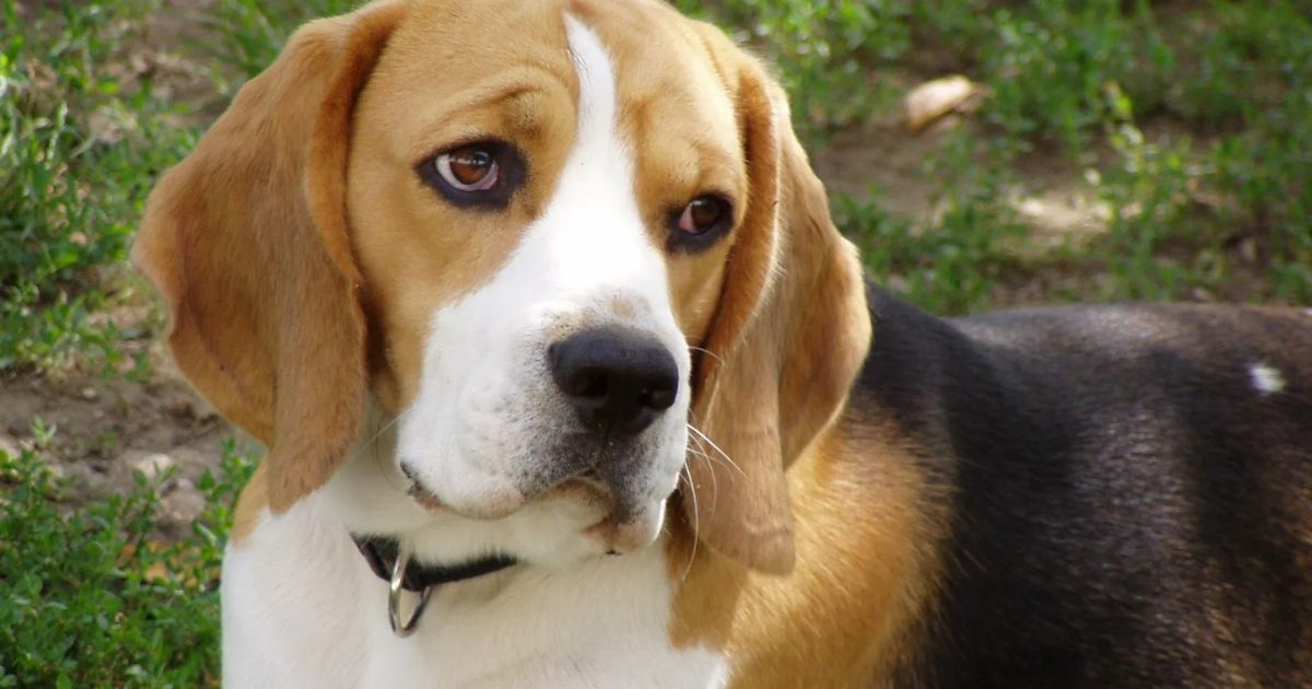 Beagle Temperament