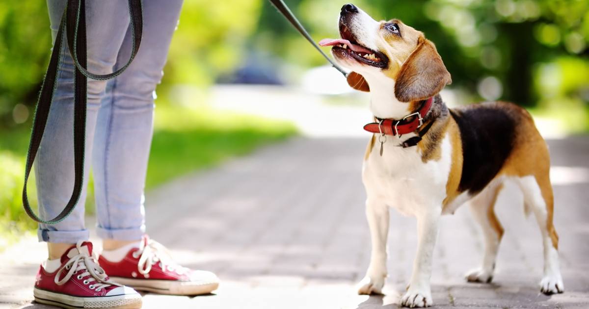 Beagle Weight Management: Keeping Your Pup Fit