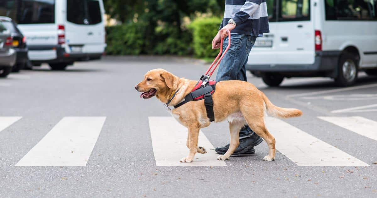 Beagles as Disability Service Dogs