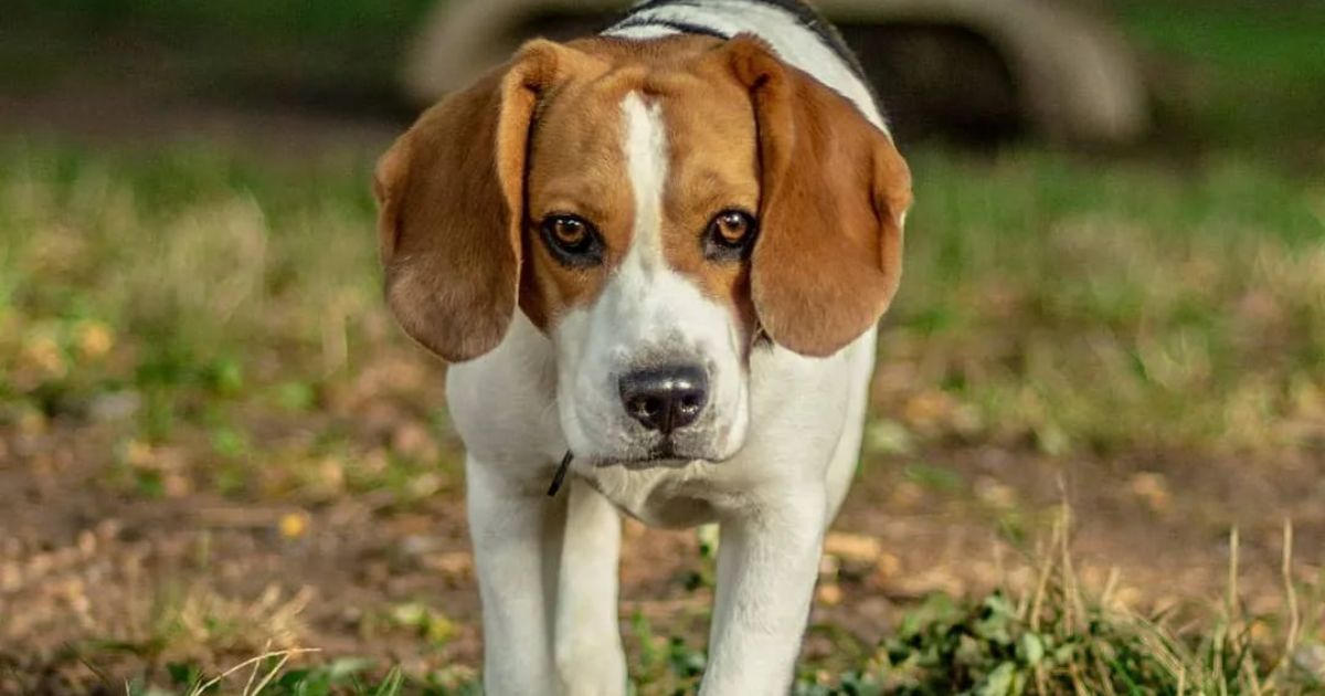 Beagles For Sale Near Me Under $500?