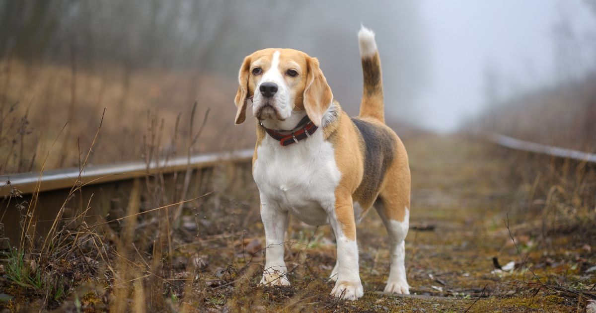 Beagles' Instinctive Prey Drive