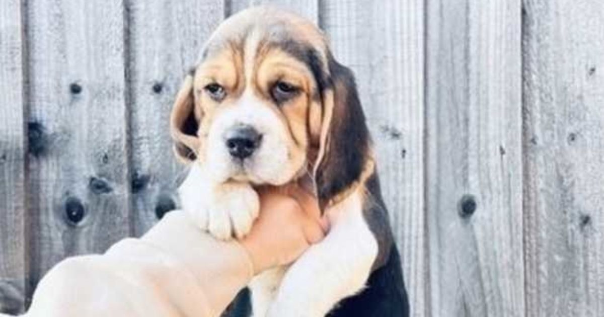 Beagles Near Me Under $500