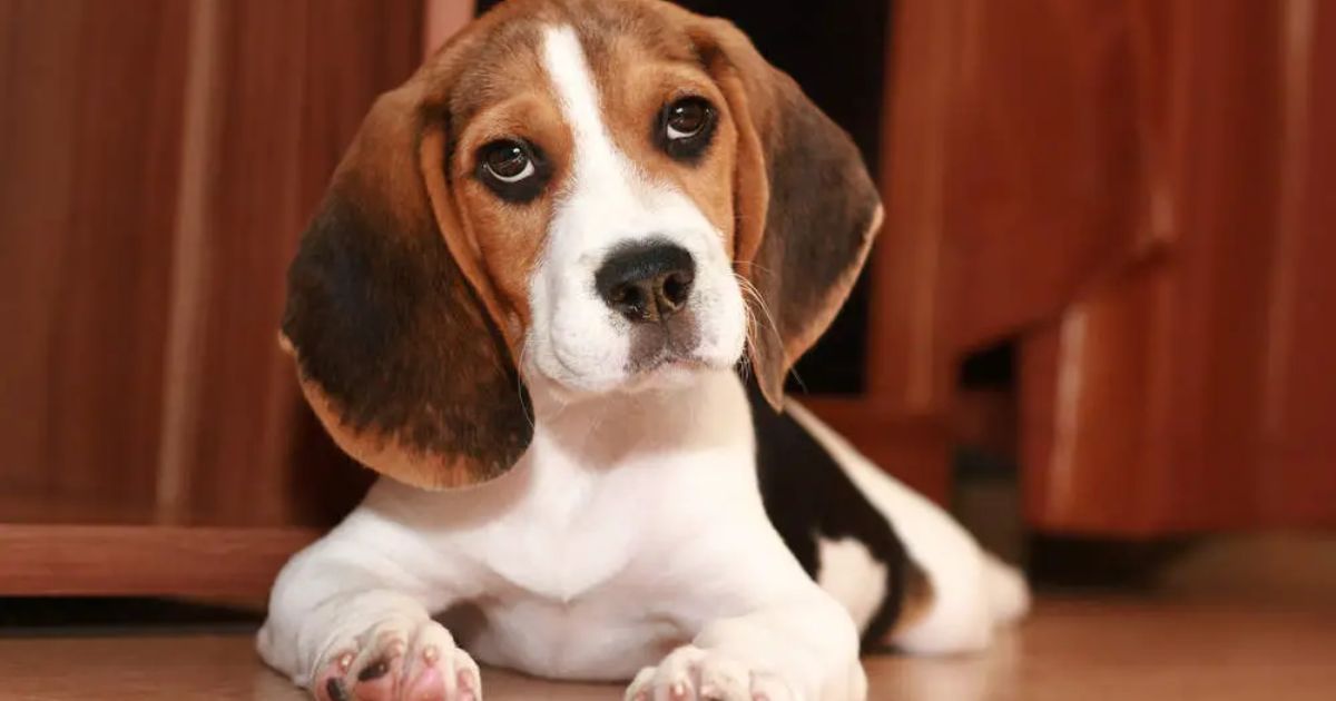 Best Owners for Beagles