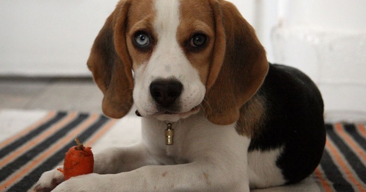 Blue Eyed Beagle