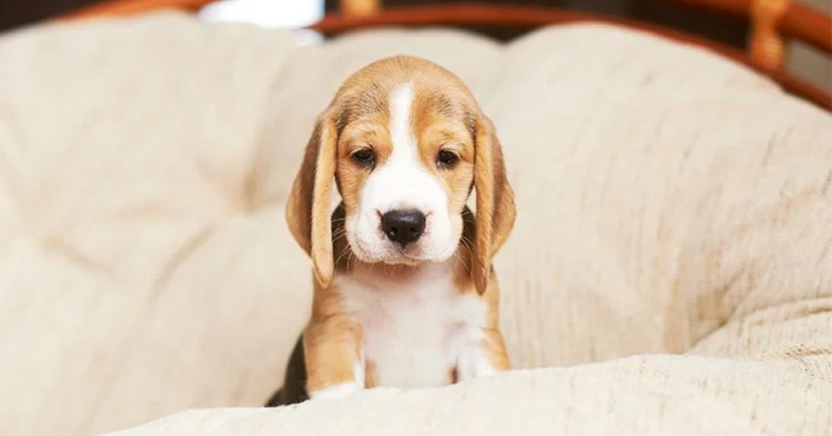 Considerations Before Bringing a Puppy Home