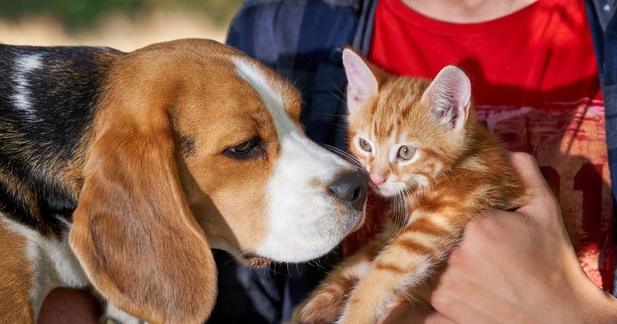 Creating Separate Spaces for Beagles and Cats