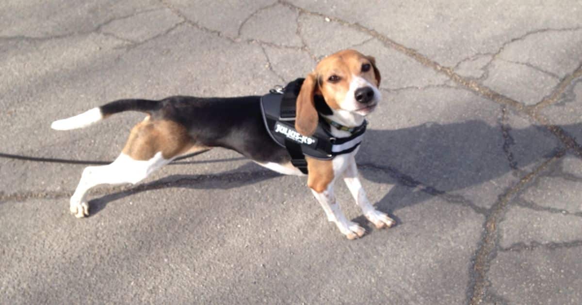 Do All Beagles Have White Tipped Tails?