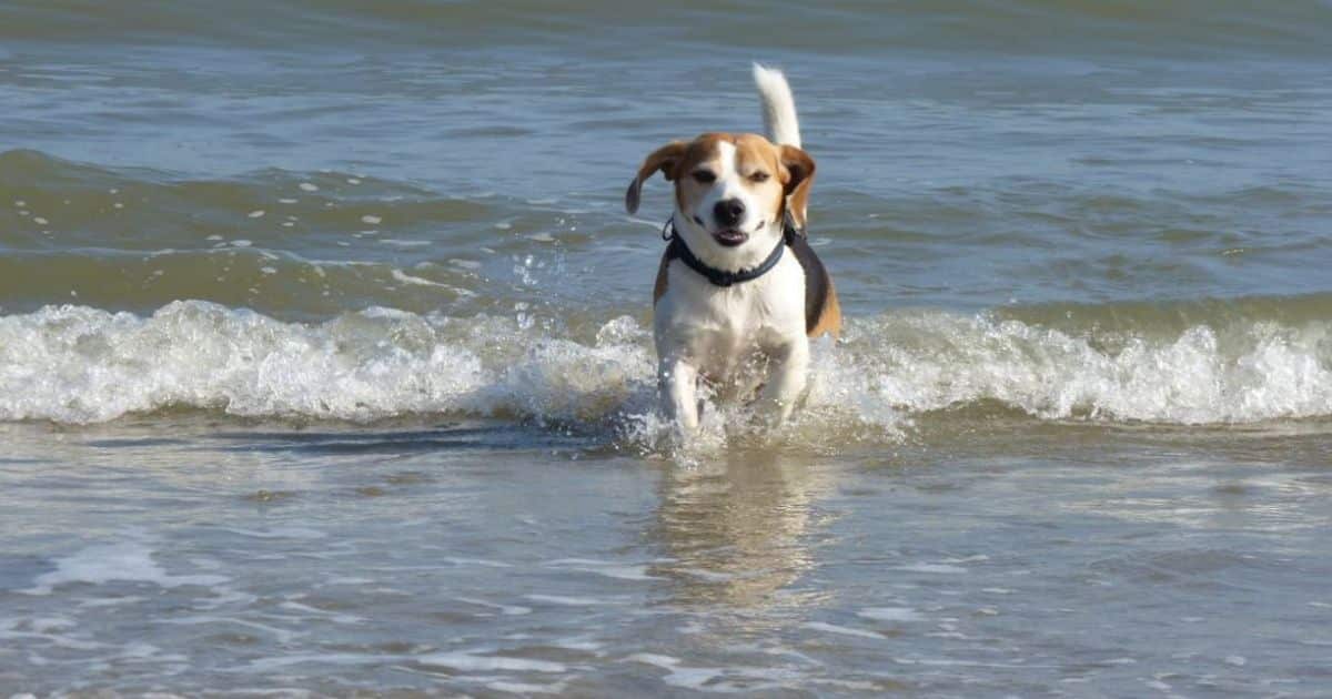 Do Beagles Like Water