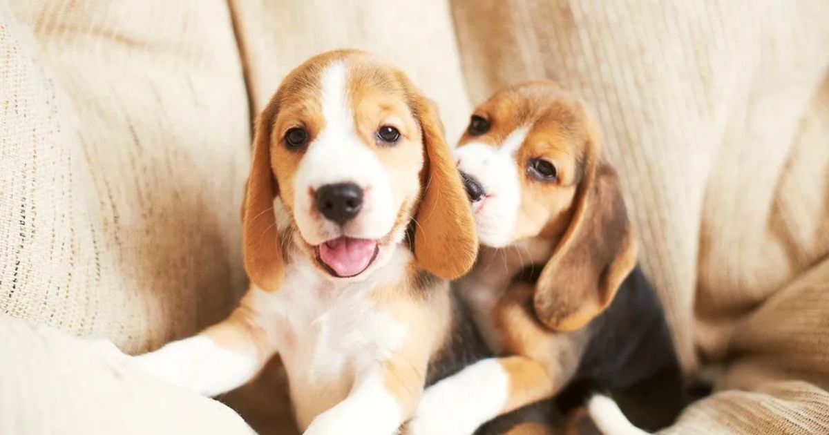 Expectations for Beagle Puppy Counts