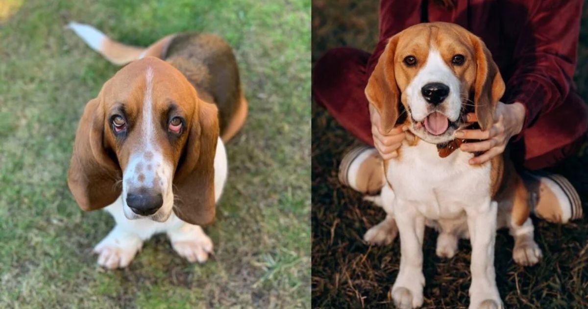 Factors Affecting Beagle Basset Hound Lifespan