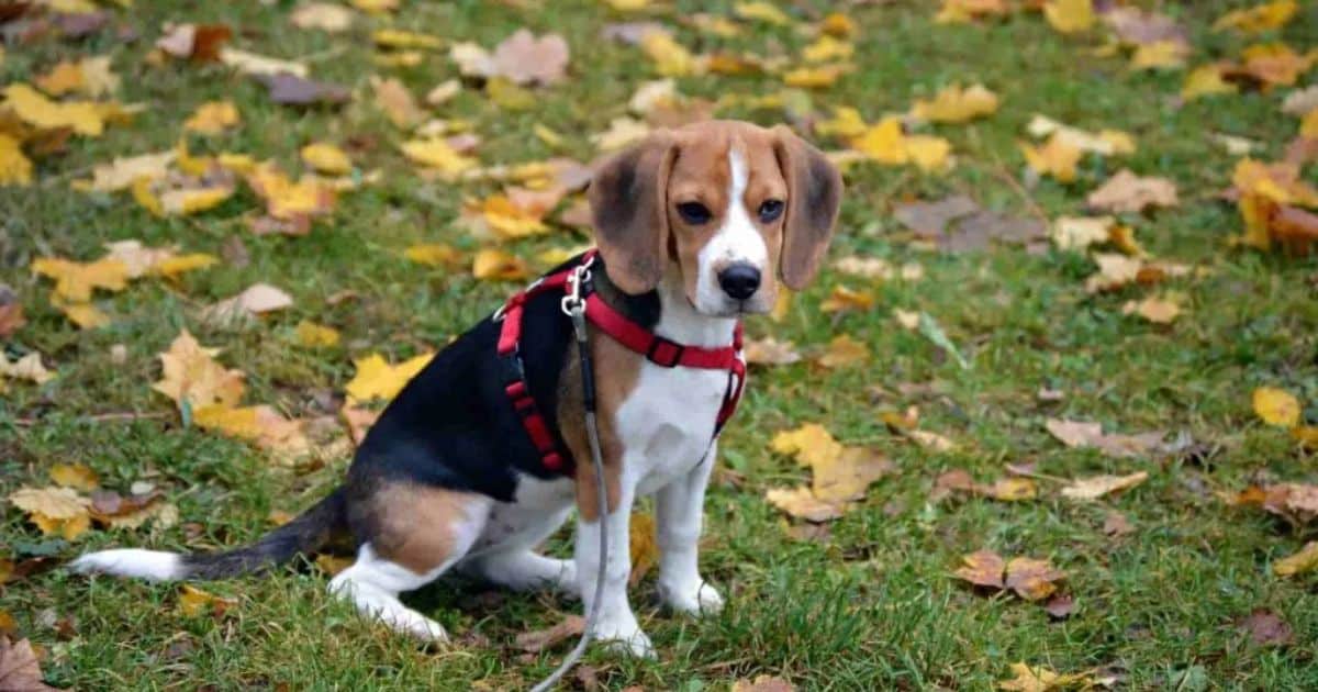 Factors Influencing Beagle Litter Size