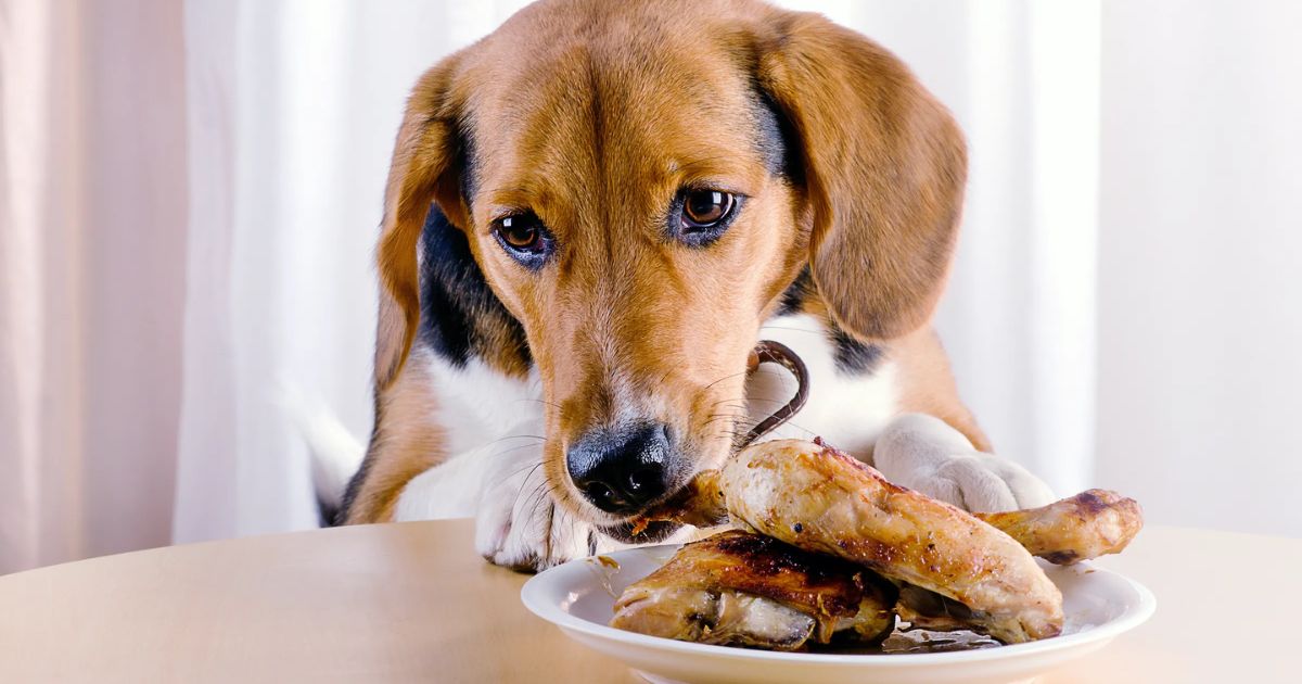 Feeding a Beagle: Understanding Dietary Needs