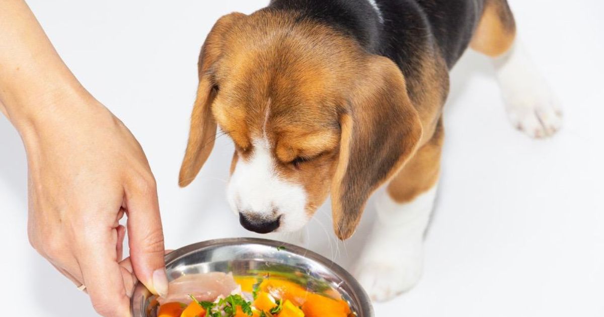 Feeding Your Beagle