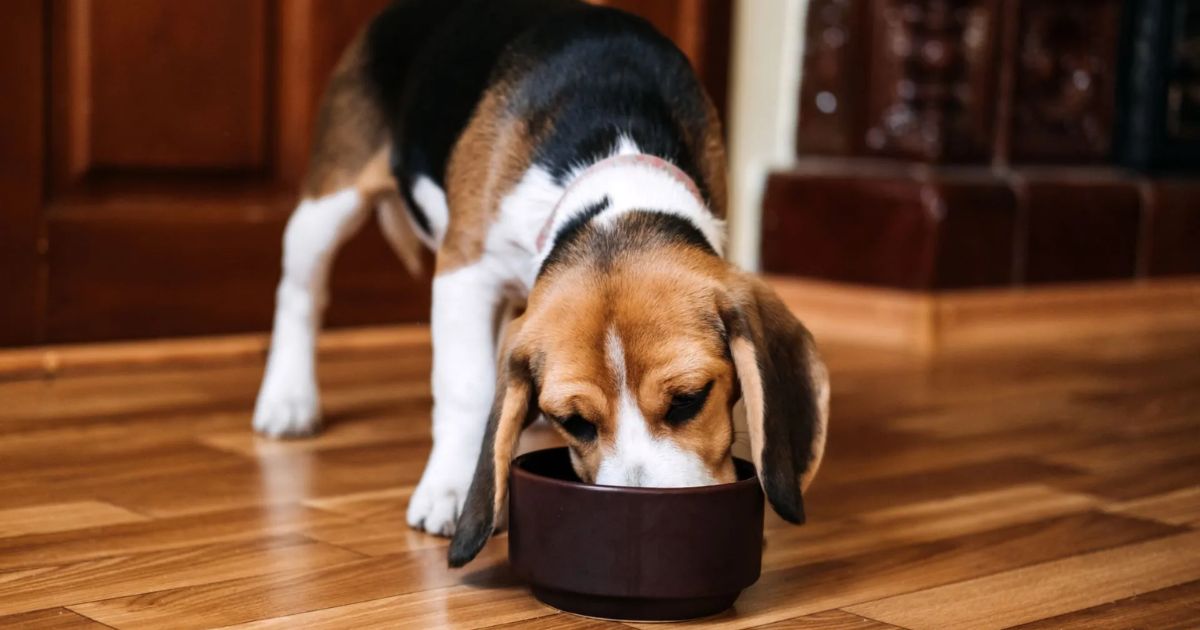 Feeding Your Beagle