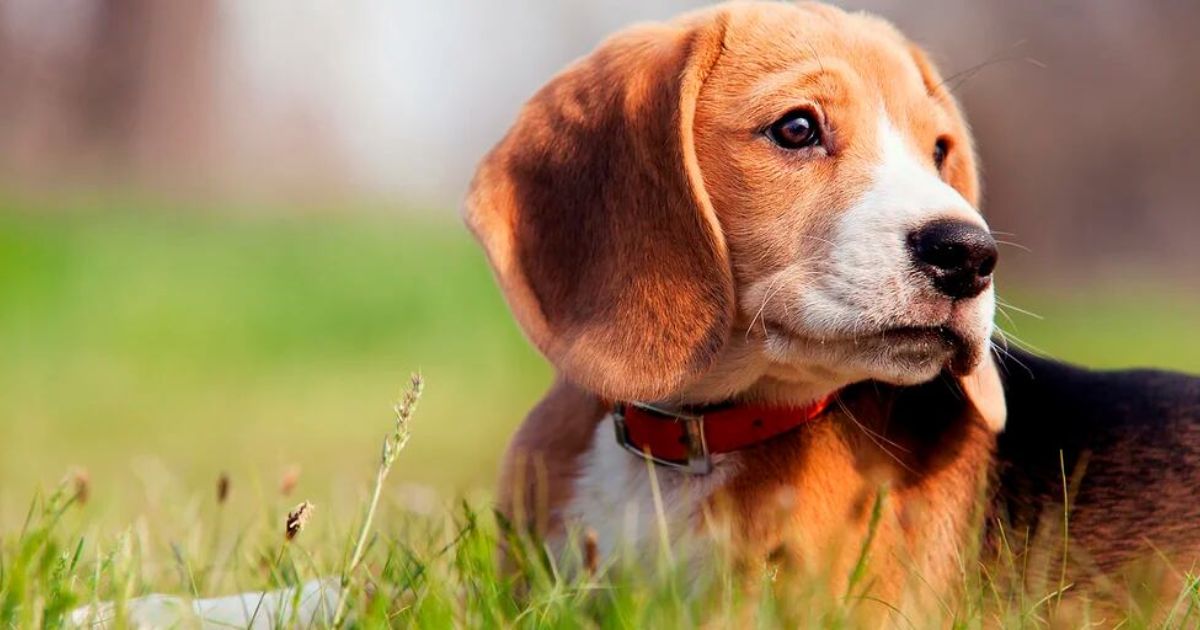 Fun Facts About Beagles