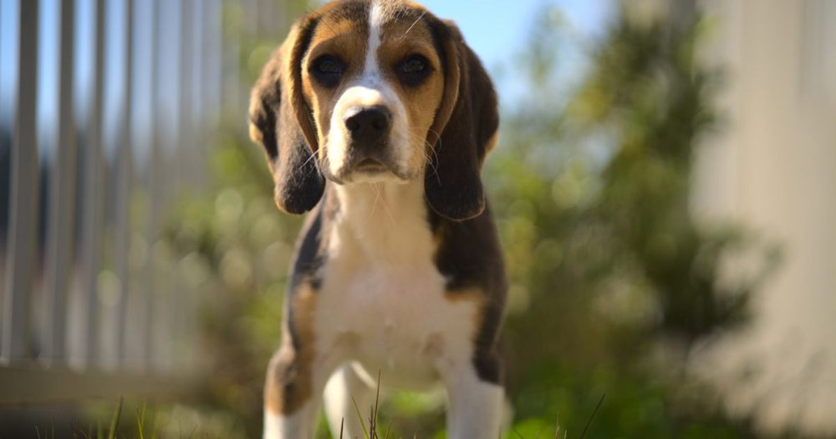 Genetic Influences on Pocket Beagle Lifespan