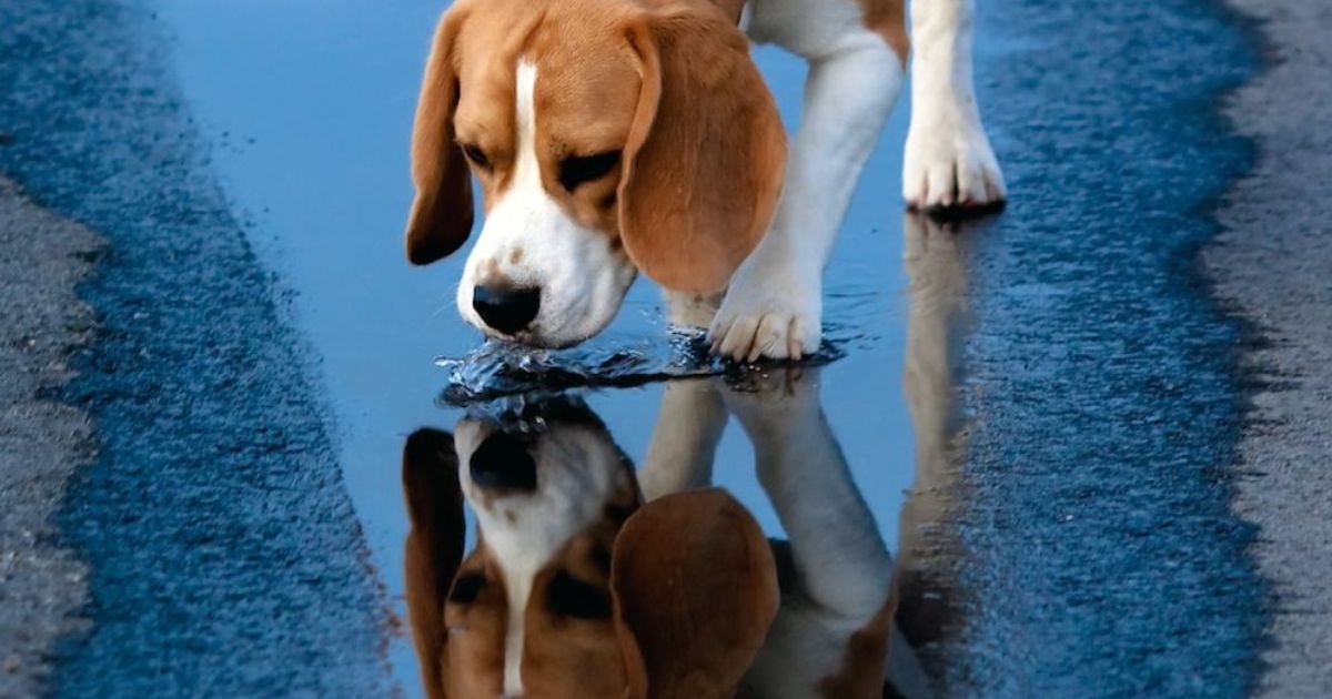 History of Beagles and Water