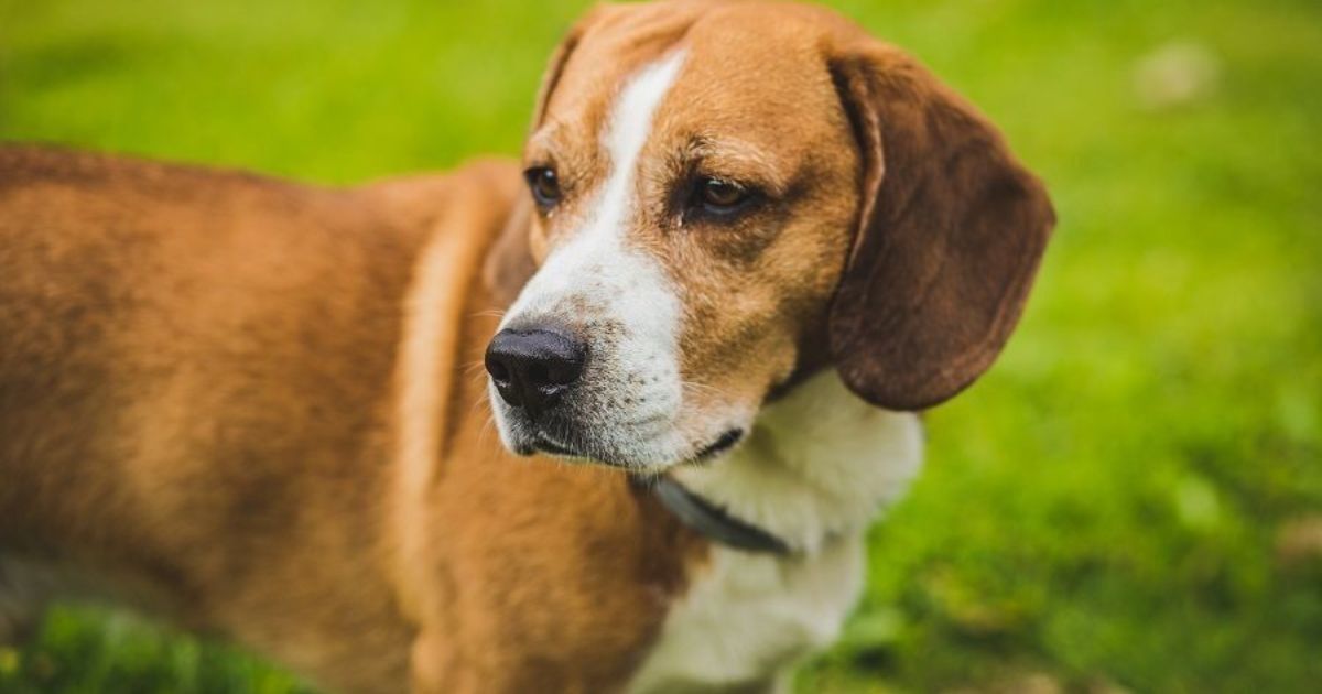 How Big Do Beagle Mixes Get?