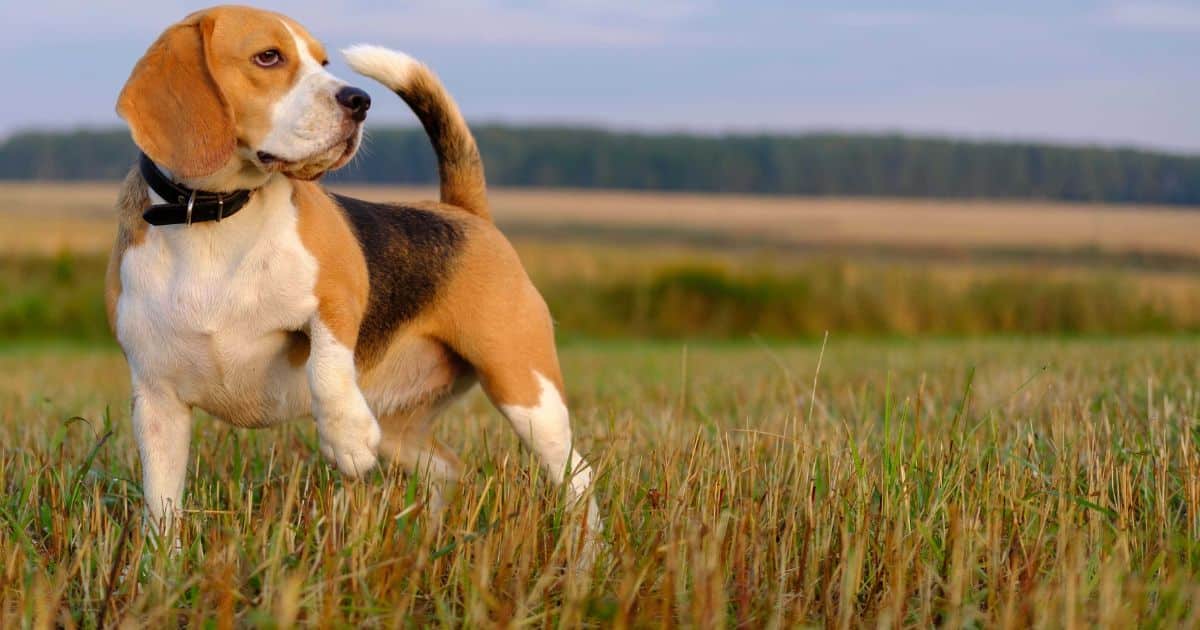 How Big Do Beagles Usually Get?