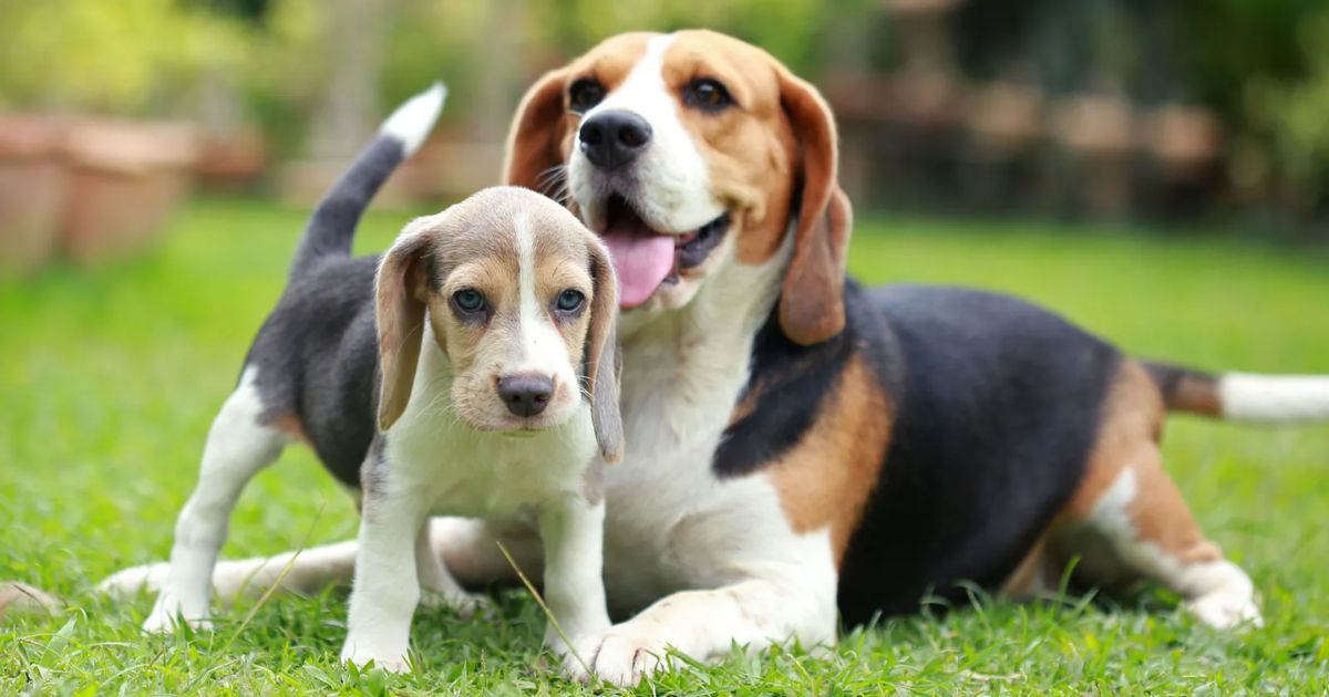 How Big Do Female Beagles Get?