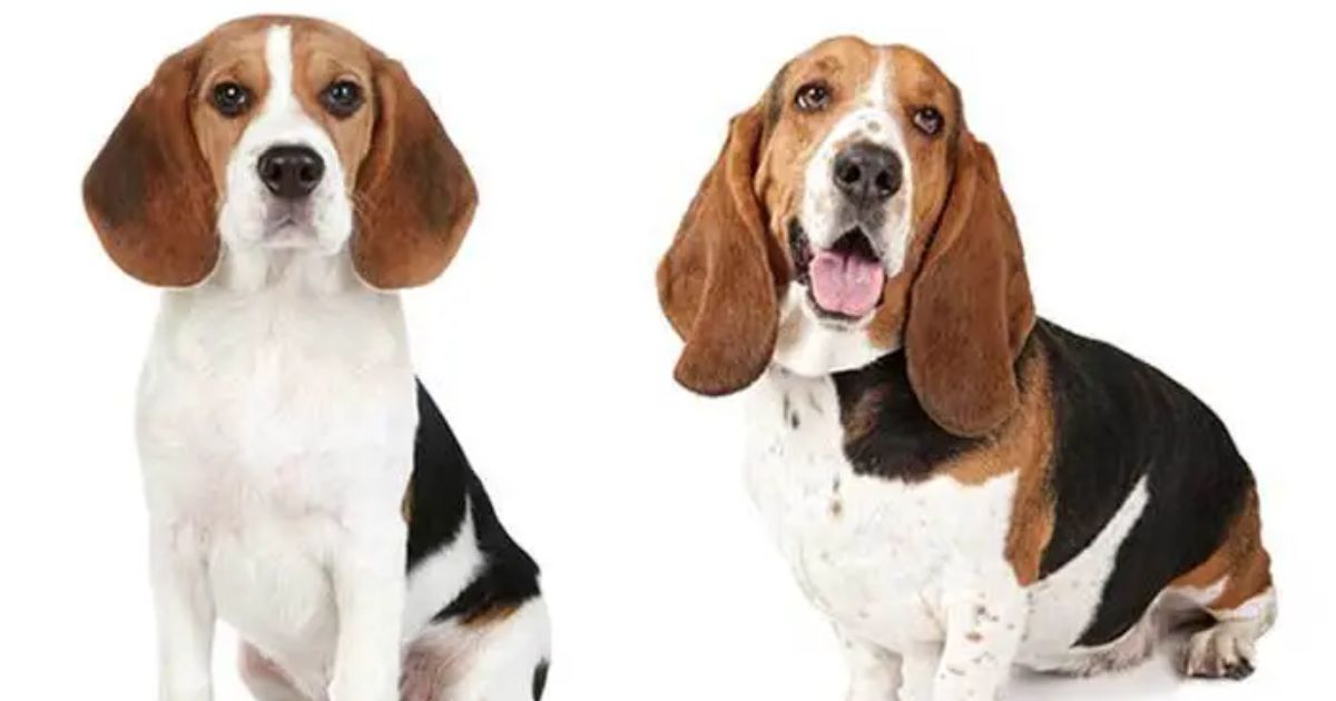 How long do beagle basset hounds live?