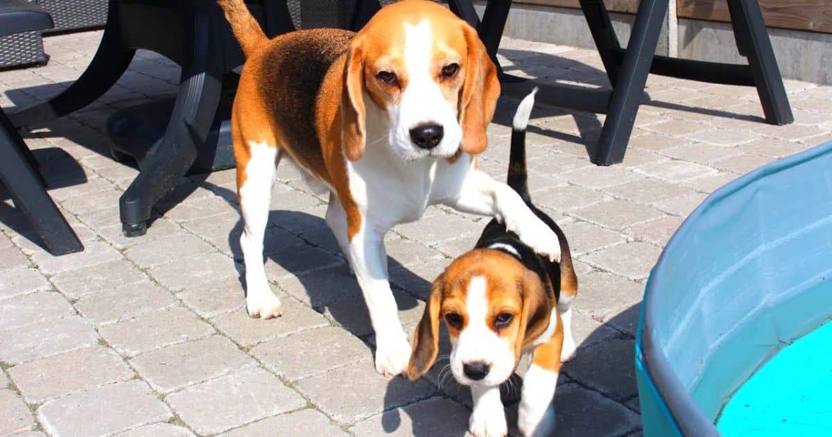 How Many Puppies Can A Beagle Have?