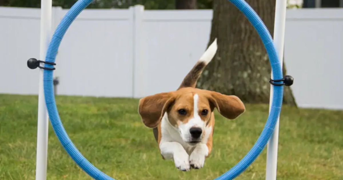 How Much Exercise Do Beagles Need?