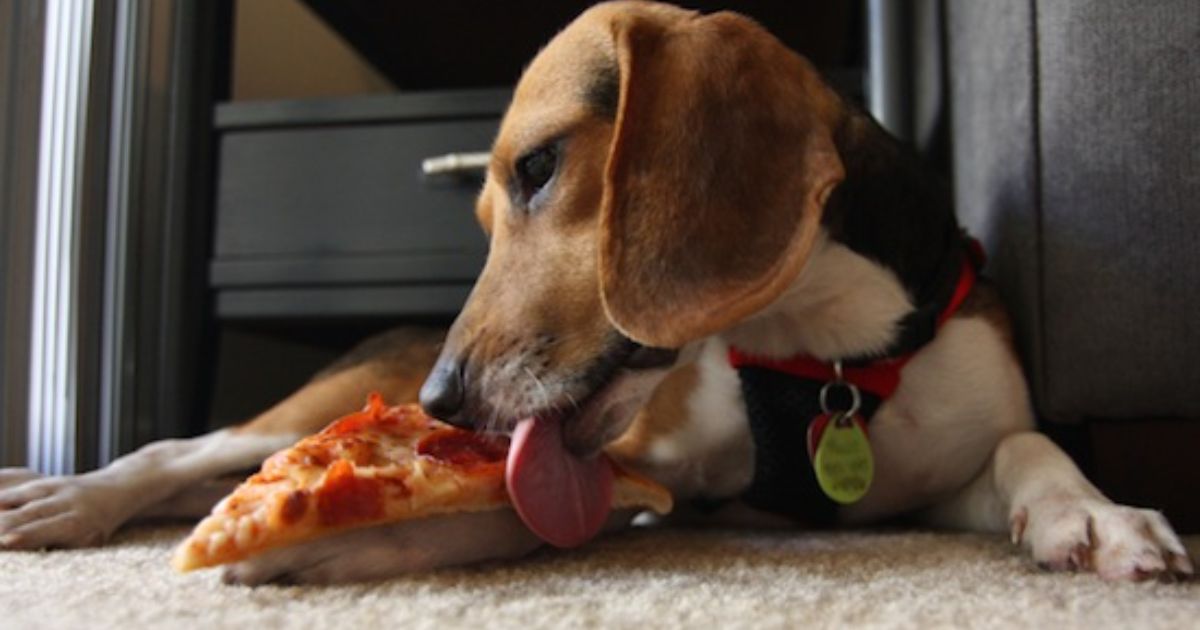 How Much Food Should A Beagle Eat?