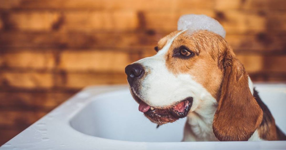 How Often Should You Bathe a Beagle?