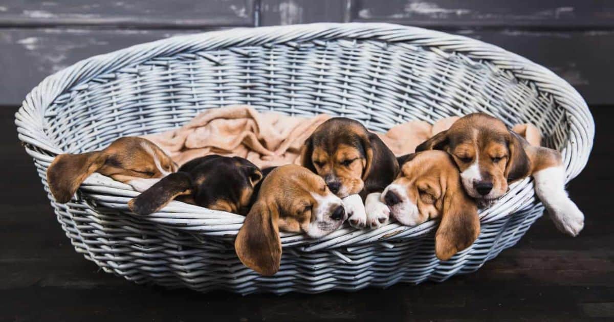 How To Adopt A Rescue Beagle