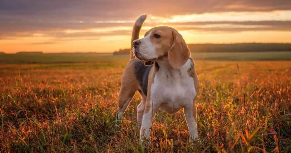 Maintaining a Healthy Weight Range for Female Beagles